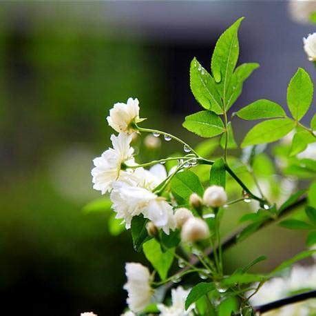 七里香風水|家裡種值「七里香」盆栽，對家居環境的影響及其風水。